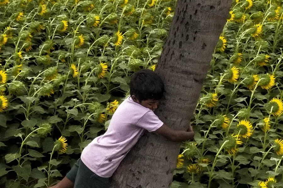 Yellows,Green,Brown & Blues (Sudharsan Mahalakshmi)
