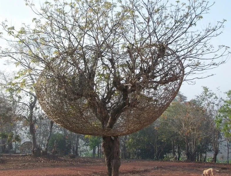Untitled (Srinivas Prasad, Bengaluru, India)