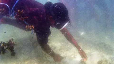 The tropical waters of southern India form an ideal environment for seaweed to thrive
